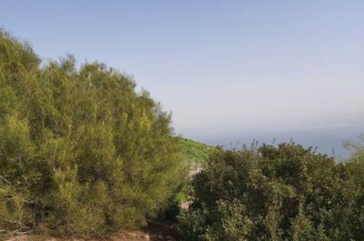 JNF forests