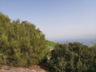 JNF forests