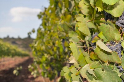 vineyard in Israel